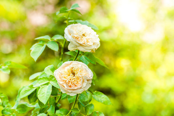 Wall Mural - Beautiful white rose flower in the garden. Blossom rose white color in morning day.