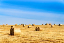 United Kingdom, Scotland, East Lothian, Field And Hay Bales In The Evening Light