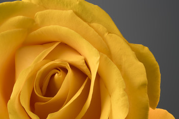 Wall Mural - rose flower yellow close-up macro photo wallpaper