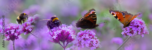 bumblebees and butterflies on the garden flower - macro photo