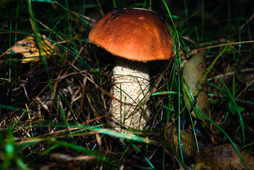 Fresh boletus mushrooms 