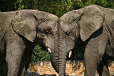 Zakochane słonie