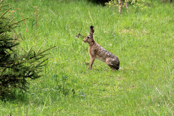 The wild hare sits in the green grass