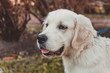 © Anna - close portrait of a golden retriever puppy looking sadly horizontal
