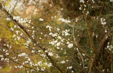 Wall Mural - floraison