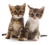 Fototapeta Koty - Two brown cats.