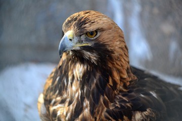 Terrible golden eagle