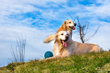 Perros Graciosos De Raza Golden Retriever. Retratos De Mascotas Felices Al Aire Libre