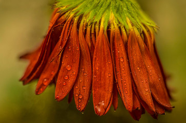 Gerberas flowers withering autumn rain