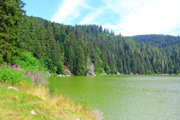 Wall Mural - le lac vert dans le macif des vosges en france