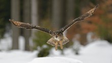 Eurasian Eagle-owl (Bubo Bubo) Flying Over Snow, Moravia, Czech Republic, Europe