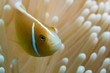 © imageBROKER - Orange skunk clownfish (Amphiprion sandaracinos), defending its coral, Great Barrier Reef, Queensland, Australia, Oceania