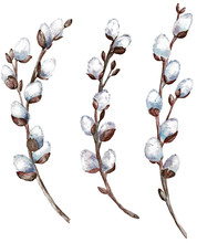 Pussy Willow Clipart. Three Willow Branches Isolated On White Background.