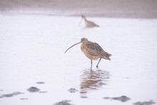 Long Billed Curlew  Numenius Americanus On A Misty Morning In The Bay Area Estuary California With Dowitcher