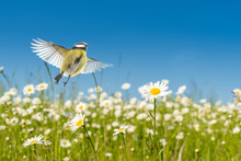 Blaumeise Fliegt über Leuchtend Bunte Margeriten Blumenwiese Unter Einem Perfekten Blauen Himmel