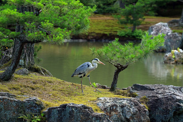 Wall Mural - Grey heron, Kinkaku-ji, Kyoto, Japan