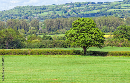 Cuadros en Lienzo Leafy tree in the middle of green farm field, surrounded by hedgerow, woodlands with country houses on a hill, Cotswolds countryside on a summer day