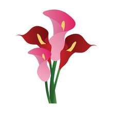 Vector Illustration Of Red And Pink Calla Lily Flowers  On White Background.