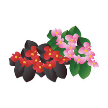 Vector Illustration Of Red And  Pink Begonia  Flowers With Black And Green Leafs On White Background.