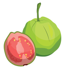 Wall Mural - Green guava fruit cut in half vector illustration on white background.