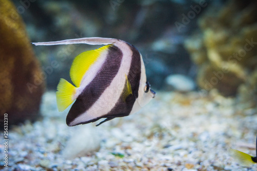 Longfin Banner Fish Buy This Stock Photo And Explore Similar