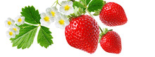 Gardening Red Healthy Strawberry