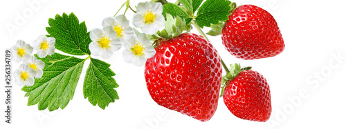 Fotografía gardening red healthy strawberry