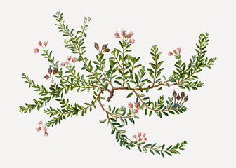 Canvas Print - Flowering Alpine Azalea