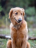 Fototapeta Zwierzęta - Beautiful Golden Retriever Family Dog