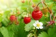 Wild strawberry.Garden  ripe strawberries in the bright rays of the sun on a green vegetative leafy background.Berry season Strawberry time. Summer berries