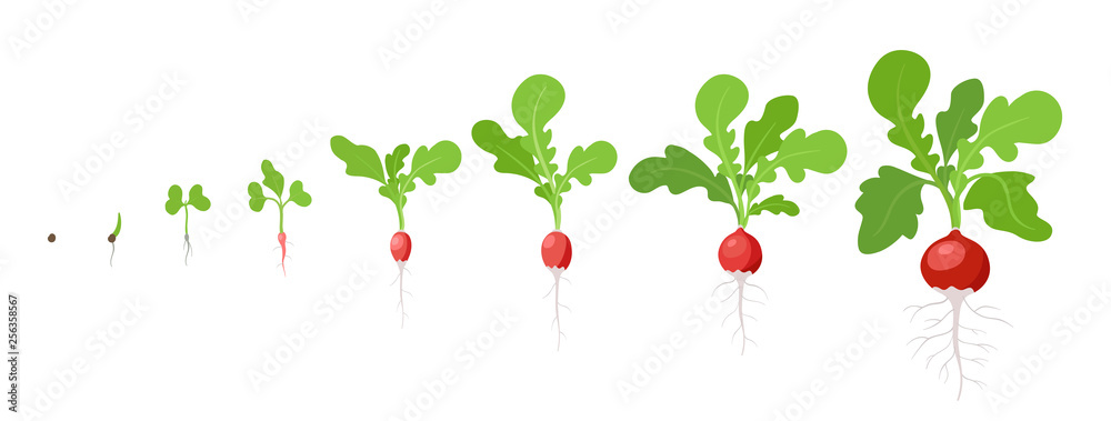 Growth stages of Radish plant. Vector flat illustration. Raphanus raphanistrum. Radishes taproot grown life cycle. - obrazy, fototapety, plakaty 