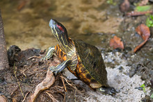 Red-eared Slider, Red-eared Terrapin Turtle With Red Stripe Near Ears Stand On Tree Root In Singapore