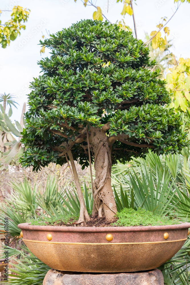 Pattaya, Thailand - December 05, 2018: Bonsai tree is in Nong Nooch Park  Stock Photo | Adobe Stock