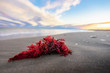 une algue rouge échouée sur la plage