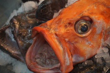 fish in the market