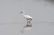 A Little Egret Walking in a Lake