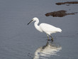 A Little Egret Stood in a Lake