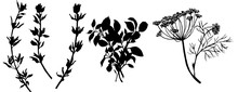 Flavouring Herbs. Black And White Illustration