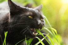 Funny Bombay Black Cat Portrait Eats Green Grass Outdoor In Spring Close Up, Macro. Cat's Food Concept