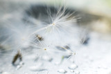 Fototapeta Dmuchawce - dandelion seeds with drops of water on a blue background  close-up