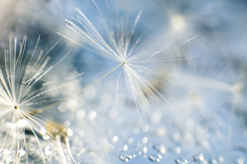 Wall Mural - a drop of water on a dandelion. dandelion on a blue background with copy space close-up