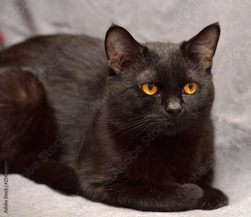 Black British Shorthair Cat Buy This Stock Photo And Explore