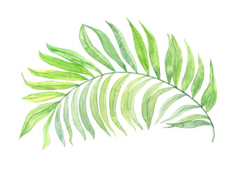 Tropical leaf. Watercolor illustration.