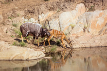 Nyala Couple Drinking In Waterhole In Kruger National Park, South Africa ; Specie Tragelaphus Angasii Family Of Bovidae