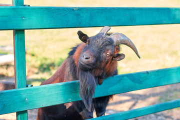 Goat with a beard in a zoo 