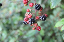 Blackberries On Blackberry Bush Bramble Growing Ripening 