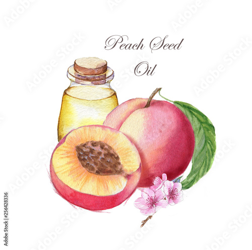 Hand Drawn Watercolor Illustration Of The Peach Seed Oil And Peach Drawing Isolated On The White Background Buy This Stock Illustration And Explore Similar Illustrations At Adobe Stock Adobe Stock Hand Drawn Watercolor Illustration Of The Peach Seed Oil And Peach Drawing Isolated On The White Background Buy This Stock Illustration And Explore Similar Illustrations At Adobe Stock Adobe Stock