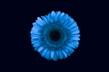 Abstract Blue Flower Isolated On Black Background