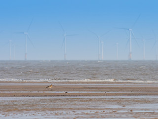 Oystercatcher on the beach, Gibraltar Point