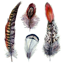 Watercolor Pheasant Feathers